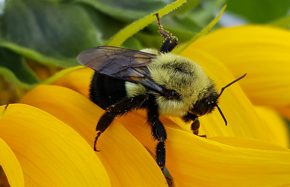 pollenating_bee